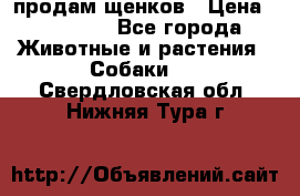 продам щенков › Цена ­ 15 000 - Все города Животные и растения » Собаки   . Свердловская обл.,Нижняя Тура г.